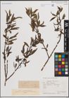 Foto von Salix fragilis L.